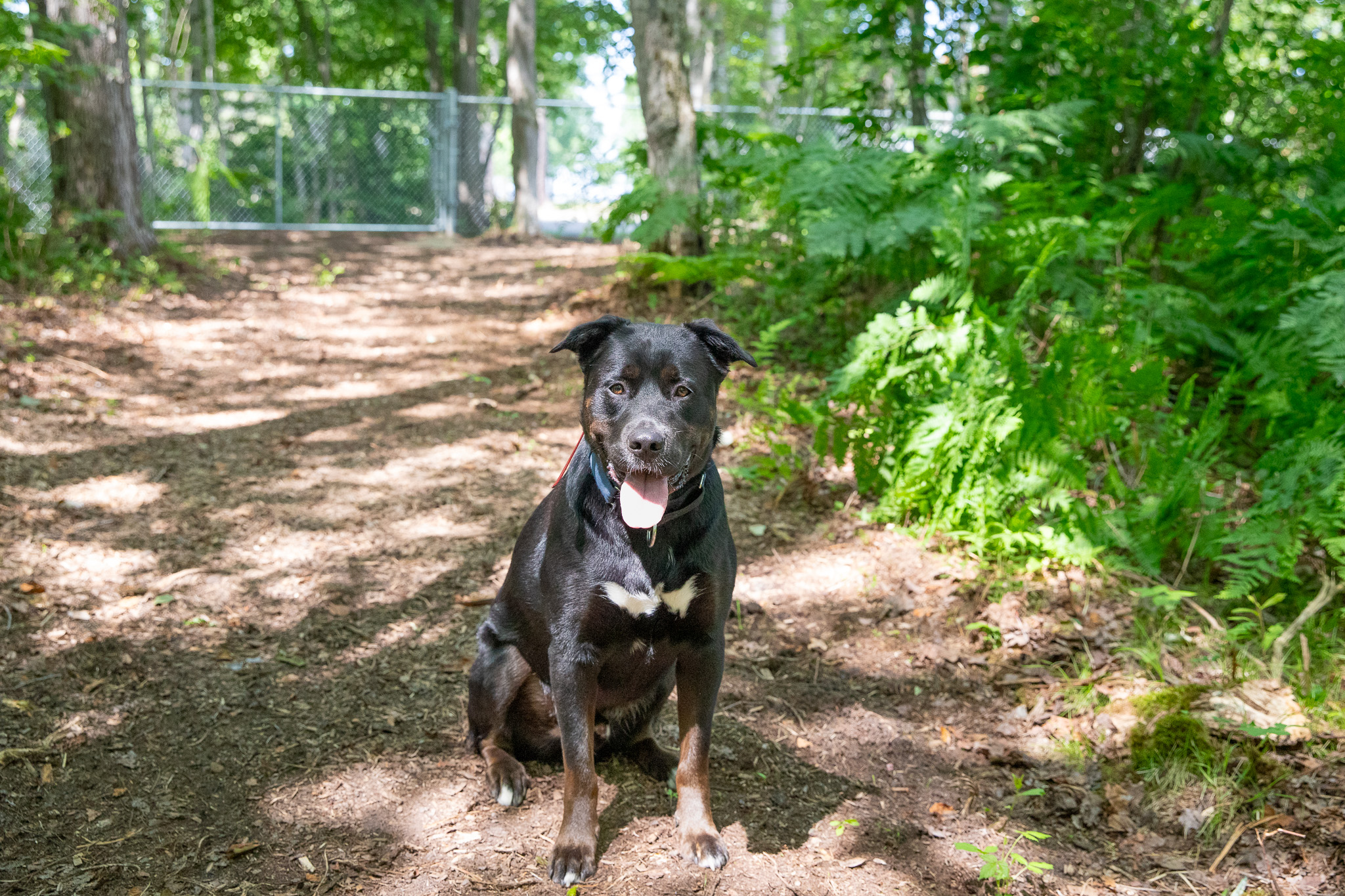 Dog sitting on trail in natural wooded dog park area