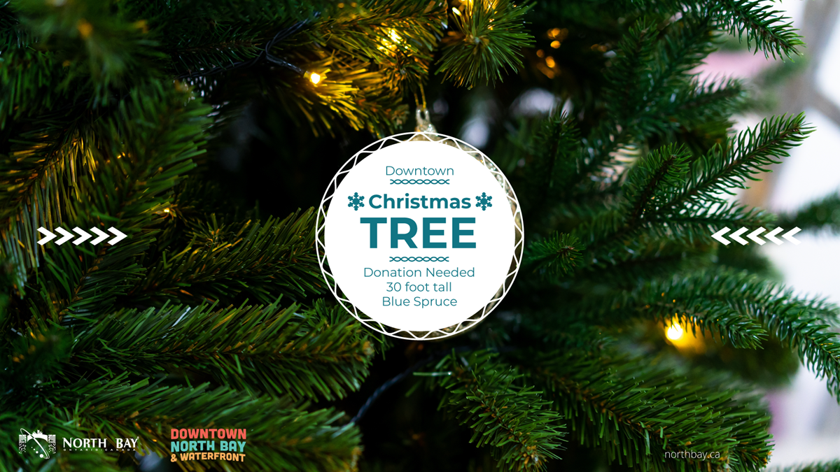 Downtown seeks Christmas tree donation City of North Bay