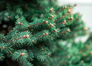Christmas Tree Recycling