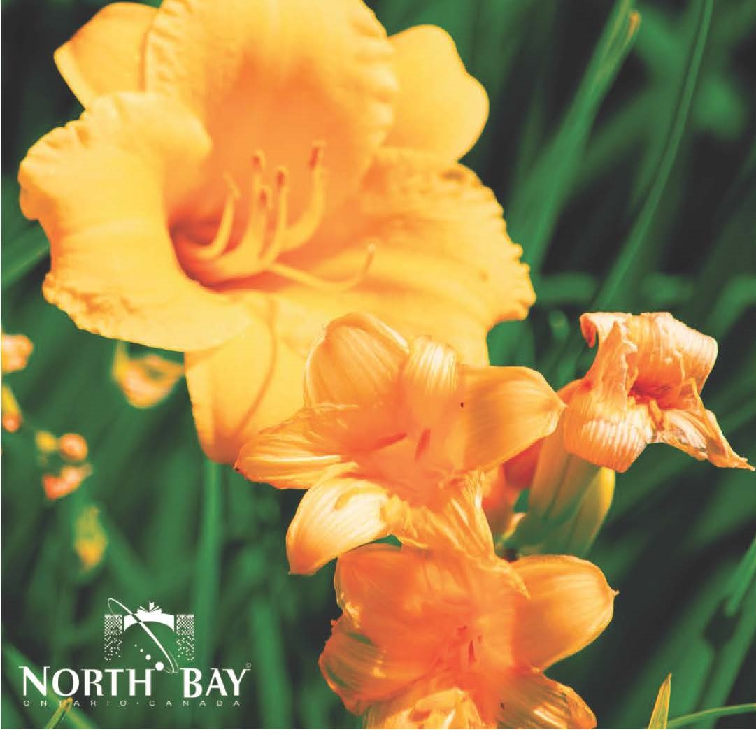 Download 2024 Communities in Bloom Brag Book